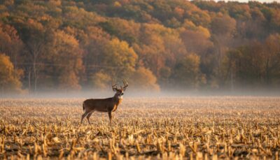 Dunn County Hunting Land for Sale: An Expert's Guide