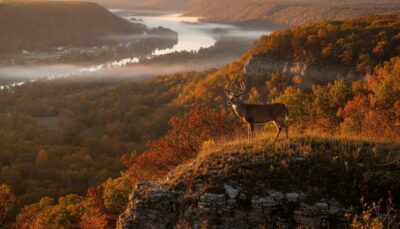 Hunting Land for Sale in Fountain City, WI: The Bluff Country Advantage