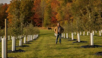 Planting a Fruit Tree Orchard for Wildlife: The Landowner’s Guide to Trophy Whitetail Habitat
