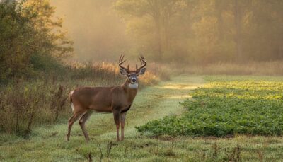 Quality Deer Management Wisconsin Guide: Growing Trophy Whitetails in 2026